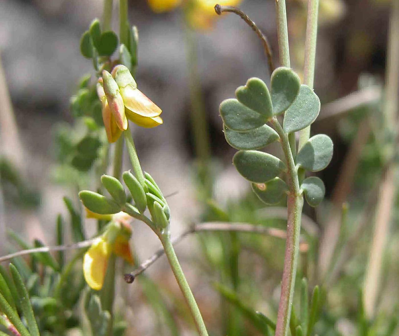 Scorpion vetch, [Dwarf] leaf